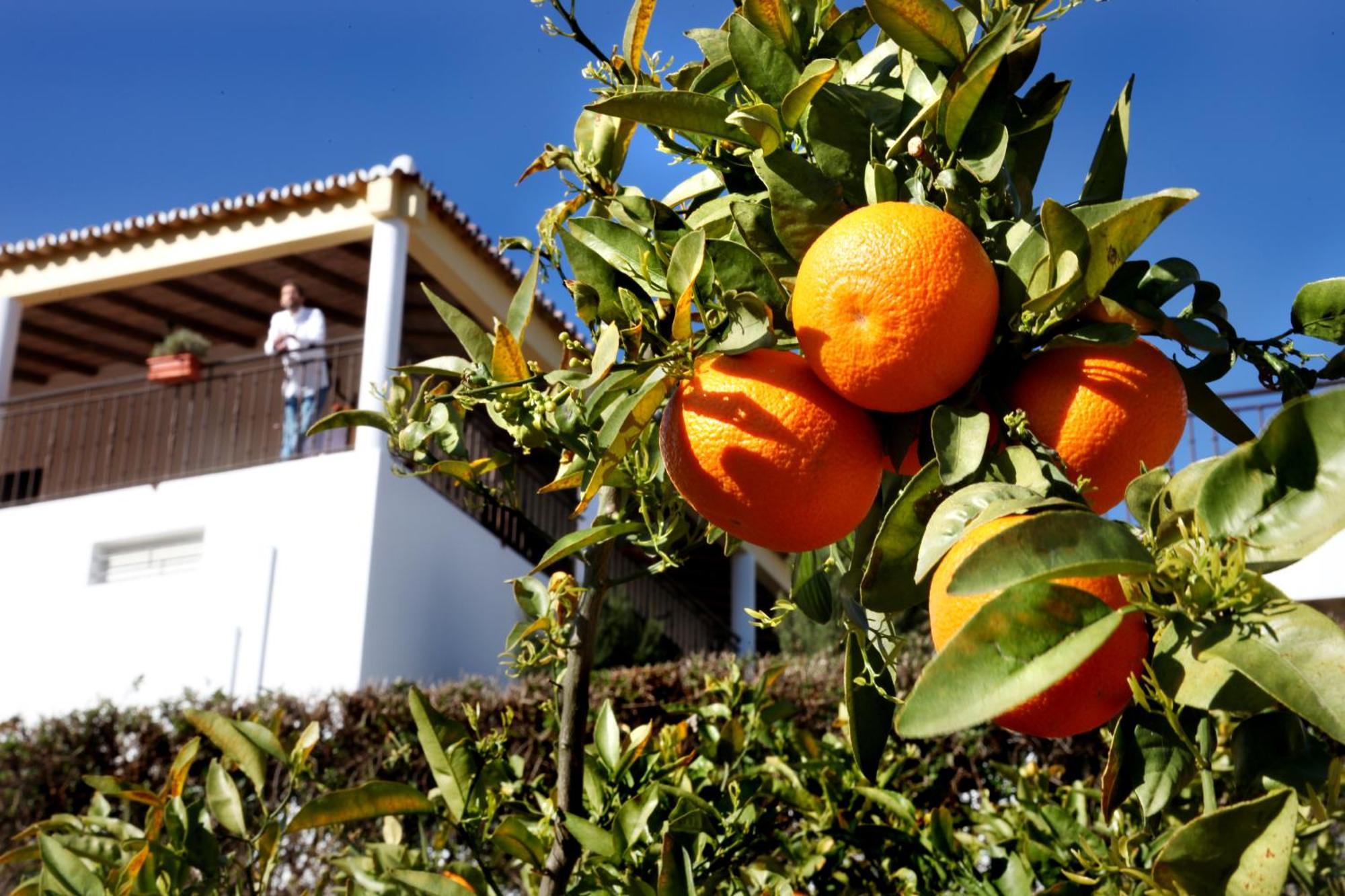 Herdade Da Corte Guest House Tavira Exterior photo